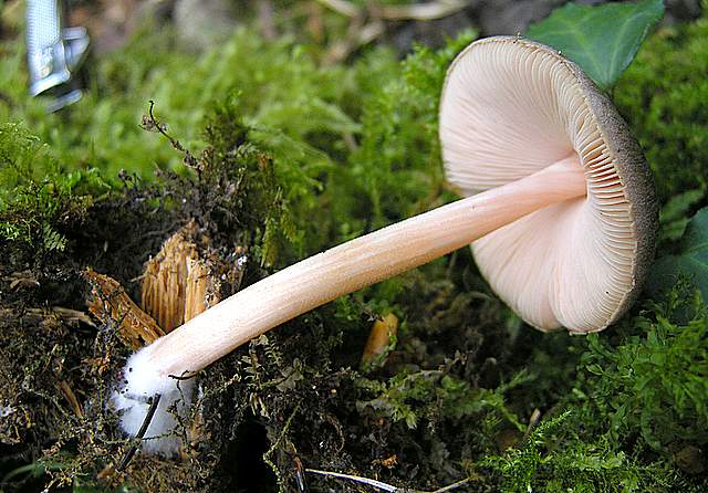 La grande siccita''....ma qui i funghi spuntano lo stesso !
